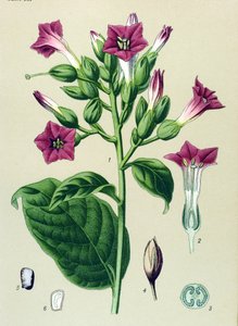 植物板、静脈草（有毒）：観賞用タバコ（Nicotiana tabacum） 作： Unbekannter Künstler