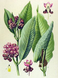 植物ボード、静脈草（有毒）：インコ草（Asclepias Cornuti） 作： Unbekannter Künstler