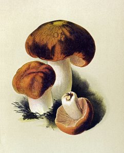 有毒菌（有毒）を持つ植物板：Russule foetens（ルッスラ フォエテンス） 作： Unbekannter Künstler