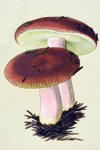 有毒菌 (venenous) を持つ植物板: 吐き気の russule (Russula emetica) 作： Unbekannter Künstler