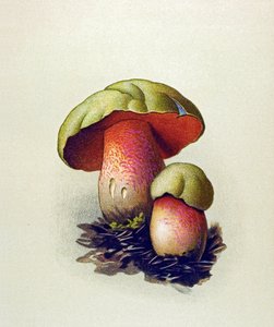 有毒菌（静脈性）の植物板：ウルフボレット（Boletus lupinus） 作： Unbekannter Künstler