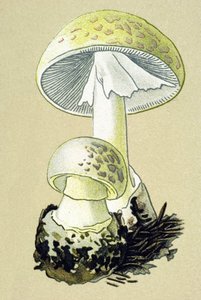 有毒菌（静脈）を持つ植物板：ファロイドアマナイト（Amanita phalloides） 作： Unbekannter Künstler