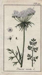 ニンジンの花と葉。ドイツ、ヨハネス・ゾーンの "Icons plantarum medicinalium "より、B.タナーのデッサンによる手彩色銅版画。 作： Unbekannter Künstler