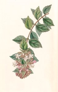植物図鑑/Abelia chinensis/Abelia rupestris/Abelia of China/Abelia Rock