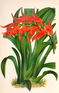 ボタニカルイラスト/Ada aurantiaca