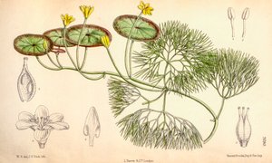 植物図鑑/Cabomba aquatica 作： Unbekannt