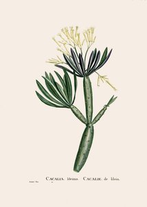 植物図鑑/レドウト/Senecio kleinia/Senecon 作： William M. Timlin