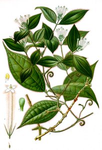 植物図鑑/Strychnos toxifera/Curare 作： Unbekannt