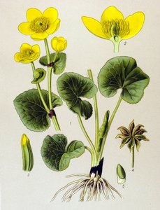 植物の板。 有毒植物: 沼地の個体群 (Caltha palustris) 作： Unbekannter Künstler