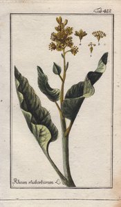 植物学：ルバーブの葉 - ルバーブの葉、Rheum rhabarbarum。ドイツ、ヨハネス・ゾーンの "Icons plantarum medicinalium "より、B.タナーのデッサンによる手彩色銅版画。 作： Unbekannter Künstler