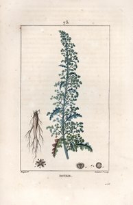 Botris (Chenopodium botrys) - ピエール・ジャン・フランソワ・トゥルパン(1775-1840)のデッサンに基づくランベール・フィルスのエングレーヴィング。 作： Unbekannter Künstler
