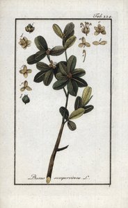 ツゲ（Buxus sempervirens）。オランダ、ヨハネス・ゾーン（1739-1799）の「Afbeelding der Artseny-Gewassen」よりリトグラフ。 作： Unbekannter Künstler