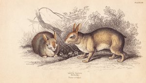 ブラジルウサギ。ベルリン博物館の標本より。エジンバラのWilliam Jardine