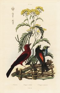 ブラジリアンタンガー（Ramphocelus bresilius）、パラダイスタンガー（Tangara chilensis）。 作： Unbekannt