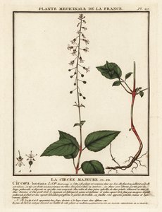広葉樹エンチャンターのナイトシェード、Circaea lutetiana。 作： Unbekannter Künstler