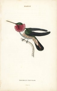 ブロードテールハチドリ、Selasphorus platycercus（三色ハチドリ、Trochilus tricolor）。Sir William Jardine