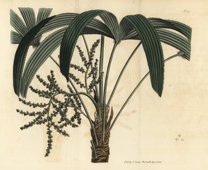 Broadleaf lady palm, Rhapis excelsa (Male dwarf ground ratan, Rhapis flabelliformis mas) 作： Unbekannt