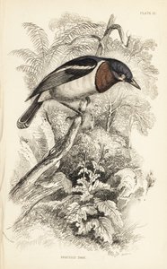 ブラウン・スロート・ワット・アイ、Platysteira cyanea（ショー・トーディ、Platystera lobata）。Sir William Jardine