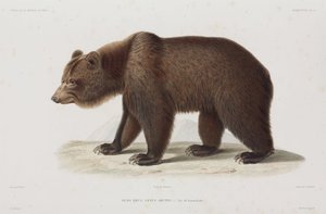 ヒグマ、カムチャッカ、ロシア 作： Unbekannt
