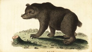 ヒグマ、Ursus arctos.、1800 年 (彫刻)