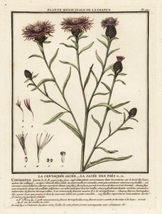 茶色のヤグルマギク、Centaurea jacea。