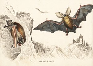 ヒガシオオミミコウモリまたはコモンオオミミコウモリ。Georg Friedrich Treitschke