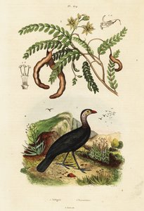 七面鳥とタマリンド、1834-1839 (彫刻) 作： Unbekannter Künstler