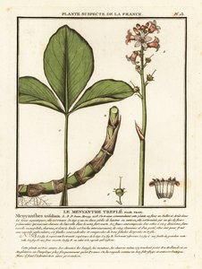 バックビーン、Menyanthes trifoliata。 作： Unbekannter Künstler