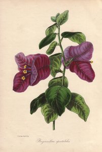 Buginvillaea spectabilis (La bougainvillee または bougainvillee)。サミュエル・ホールデンがジョセフ・パクストン卿のために描いた手彩色リトグラフ。 作： Unbekannter Künstler