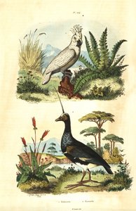 Cacatua galerita, Sulphur-crested Cockatoo, and horned screamer, Anhima cornuta Kakatoes et kamichi 作： Unbekannt