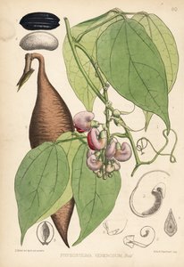 カラバル・ビーンまたはオデール・ビーン。Physostigma venenosum。ロバート・ベントレーとヘンリー・トリメンの『Medicinal Plants』（ロンドン）所収のデビッド・ブレアの植物図版に、ハンハートによる手彩色リトグラフ。 作： Unbekannter Künstler