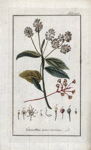 カリフォルニア・ライラック。オランダ、ヨハネス・ゾーン（1739-1799）作 "Afbeelding der Artseny-Gewassen "からのリトグラフ。 作： Unbekannter Künstler