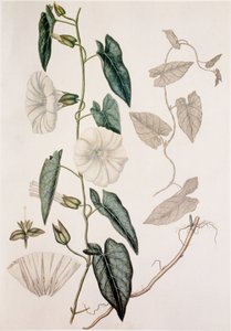 Calystegia sepium/Convolvulus sepium/Hedge Bedding 作： Unbekannt