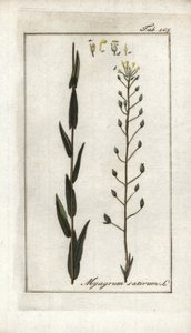 ドイツ産のカメリンまたは亜麻バサードまたはゴマ（Camelina sativa）。オランダ、ヨハネス・ゾーン（1739-1799）作 "Afbeelding der Artseny-Gewassen "のリトグラフ。