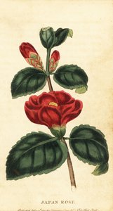 ツバキまたはジャパン ローズ、ツバキ ジャポニカ。 ,1800年（刻印）