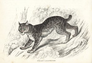 カナダオオヤマネコ。Georg Friedrich Treitschke