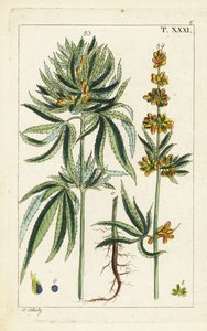 大麻植物、カンナビス・サティバ。