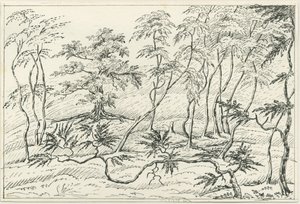 Cannock Chase：ペンと鉛筆の描画、nd [？19セント] 作： Unbekannt