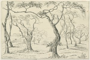 Cannock Chase：ペンと鉛筆の描画、nd [？19セント] 作： Unbekannt