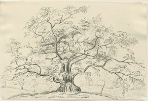 Cannock Chase：ペンと鉛筆の描画、nd [？19セント] 作： Unbekannt