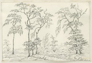 Cannock Chase：ペンと鉛筆の描画、nd [？19セント] 作： Unbekannt