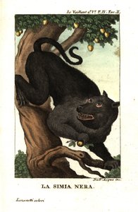 ケープヒヒまたはチャクマヒヒ、Papio ursinus。フランソワ・ル・ヴァイヤン（レヴァイヤン 作： Unbekannter Künstler