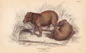カピバラ、Hydrochoerus hydrochaeris（Hydrochaerus cabiai）。エジンバラのウィリアム・ジャーディンの「ナチュラリスト・ライブラリー」所収のチャールズ・ハミルトン・スミスの図版をもとにリザースが手彩色したスチール・エングレーヴィング。 作： Unbekannter Künstler