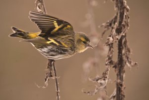 Carduelis spinus/Alder Tarin/Eurasian Siskin 作： William M. Timlin