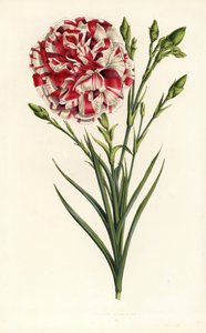 カーネーションの雑種、ルイ・ナポレオン、ダイアンサス・カリオフィルス。Louis van HoutteとCharles Lemaireの「Flowers of the Gardens and Hothouses of Europe, Flore des Serres et des Jardins de l