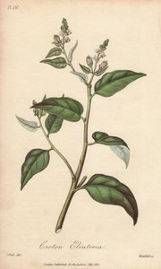 Cascarilla (Croton eleuteria) - ジョン・チャーチルによってロンドンで1年に出版されたジョン・ステファンソンとジェームズ・モース・チャーチルによる「医学植物学、ロンドン、エディンバラ、ダブリンの薬用植物の説明」の挿絵のためのウィリアム・クラークによる強い水。