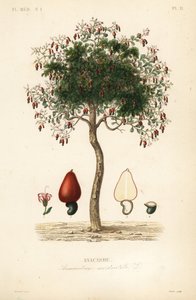 カシューツリーまたはカシューナッツツリー、Anacardium occidentale、Anacarde 作： Unbekannt