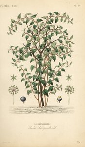 Cat greenbriar or catbriar, Smilax glauca, Smilax sarsaparilla, Salsepareille, Pierre Oscar Reveil, AよりEdouard Maubertの植物図版をもとにDebrayが描いた手彩色のスティールエングレーヴィング。 作： Unbekannt