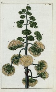世紀の植物、アガベ アメリカーナ。 作： Unbekannter Künstler