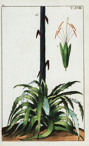 世紀の植物、アガベ アメリカーナ。